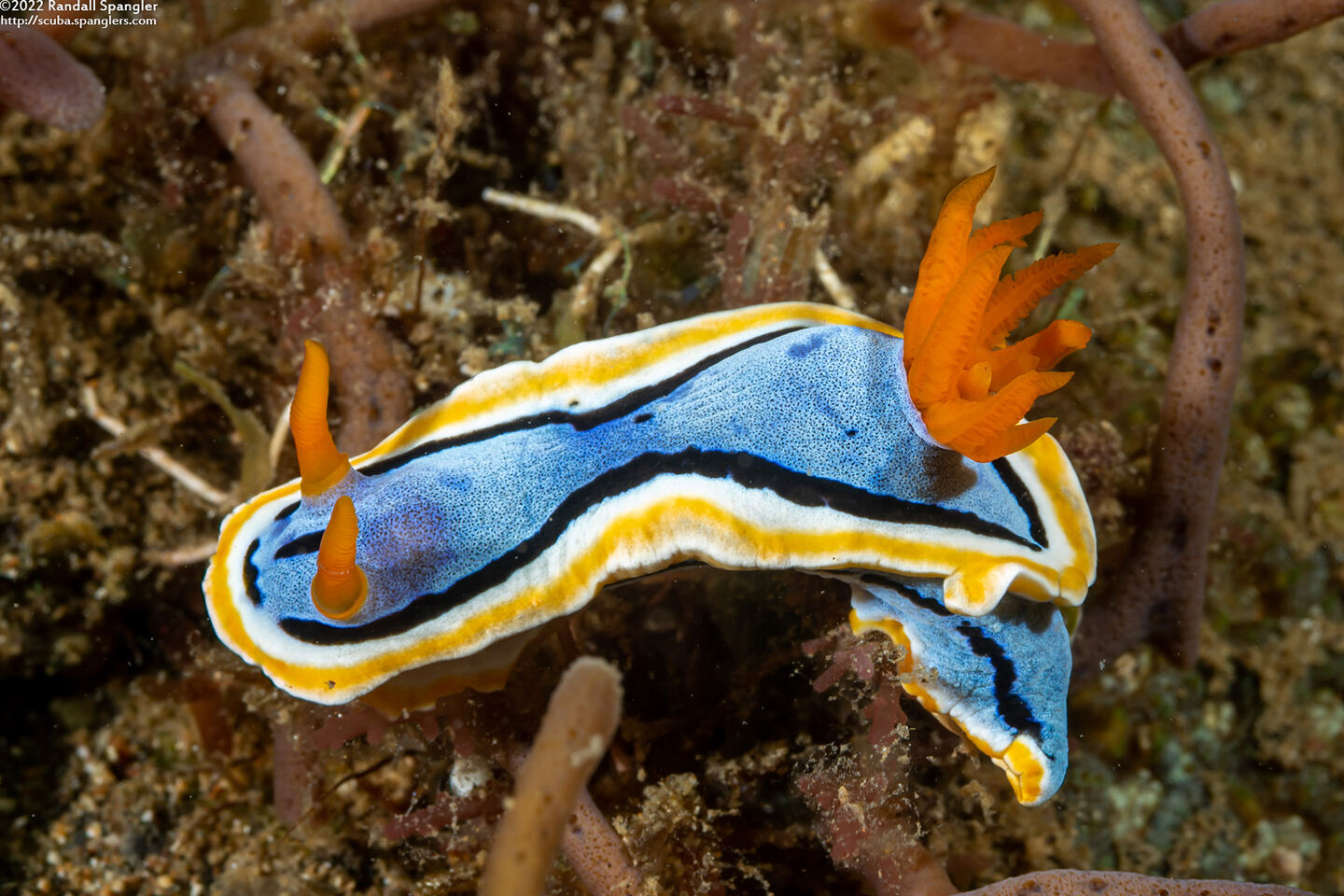 Chromodoris annae (Anna's Chromodoris)
