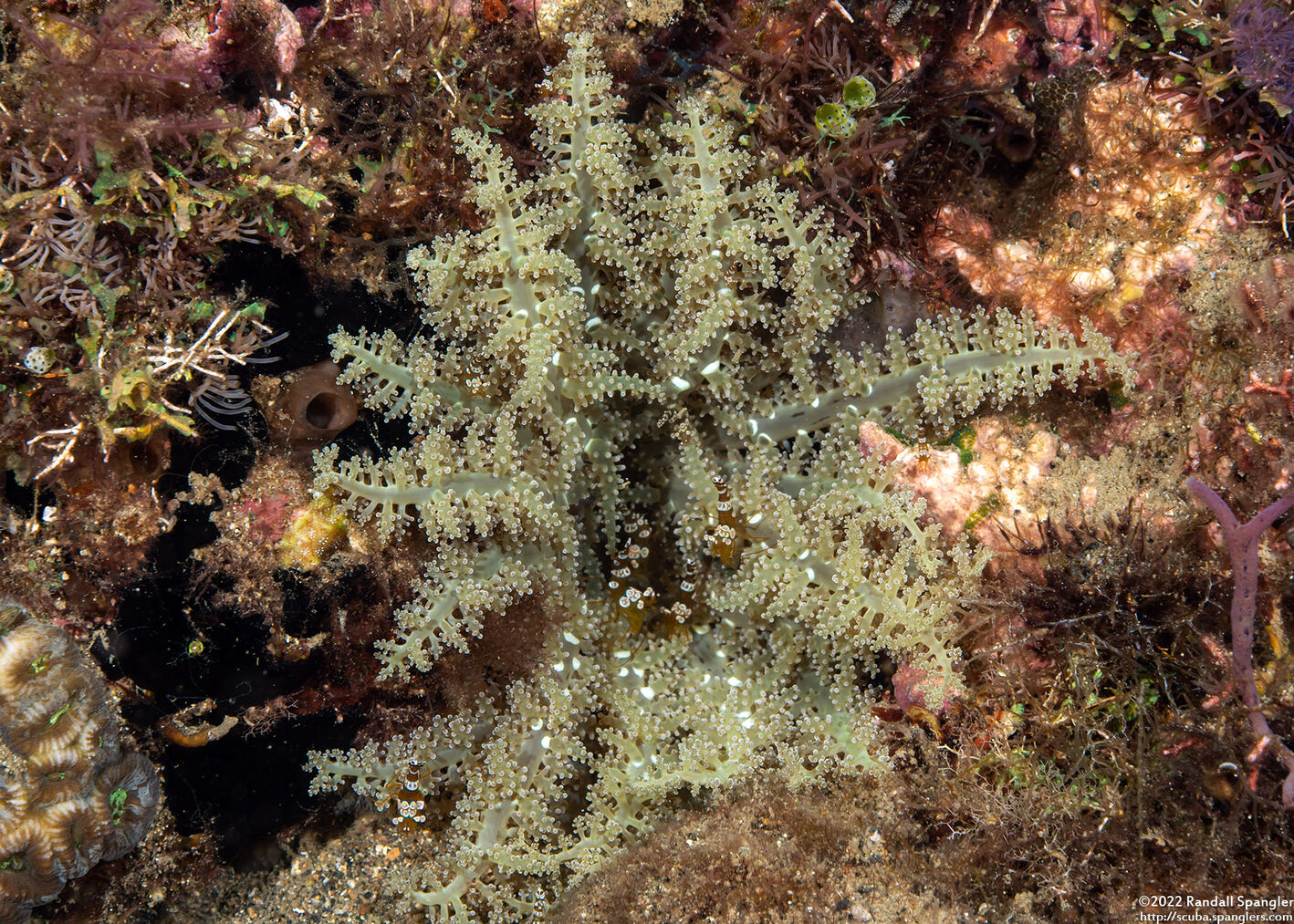 Megalactis hemprichii (Bali Fire Anemone)