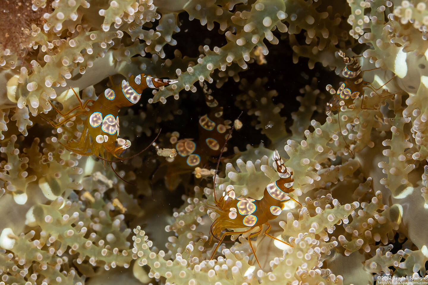 Thor amboinensis (Squat Shrimp)