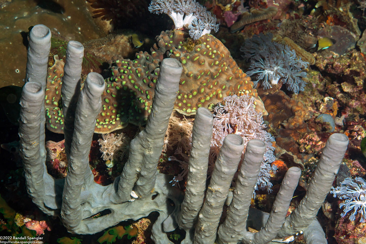 Haliclona fascigera (Haliclona Fascigera)