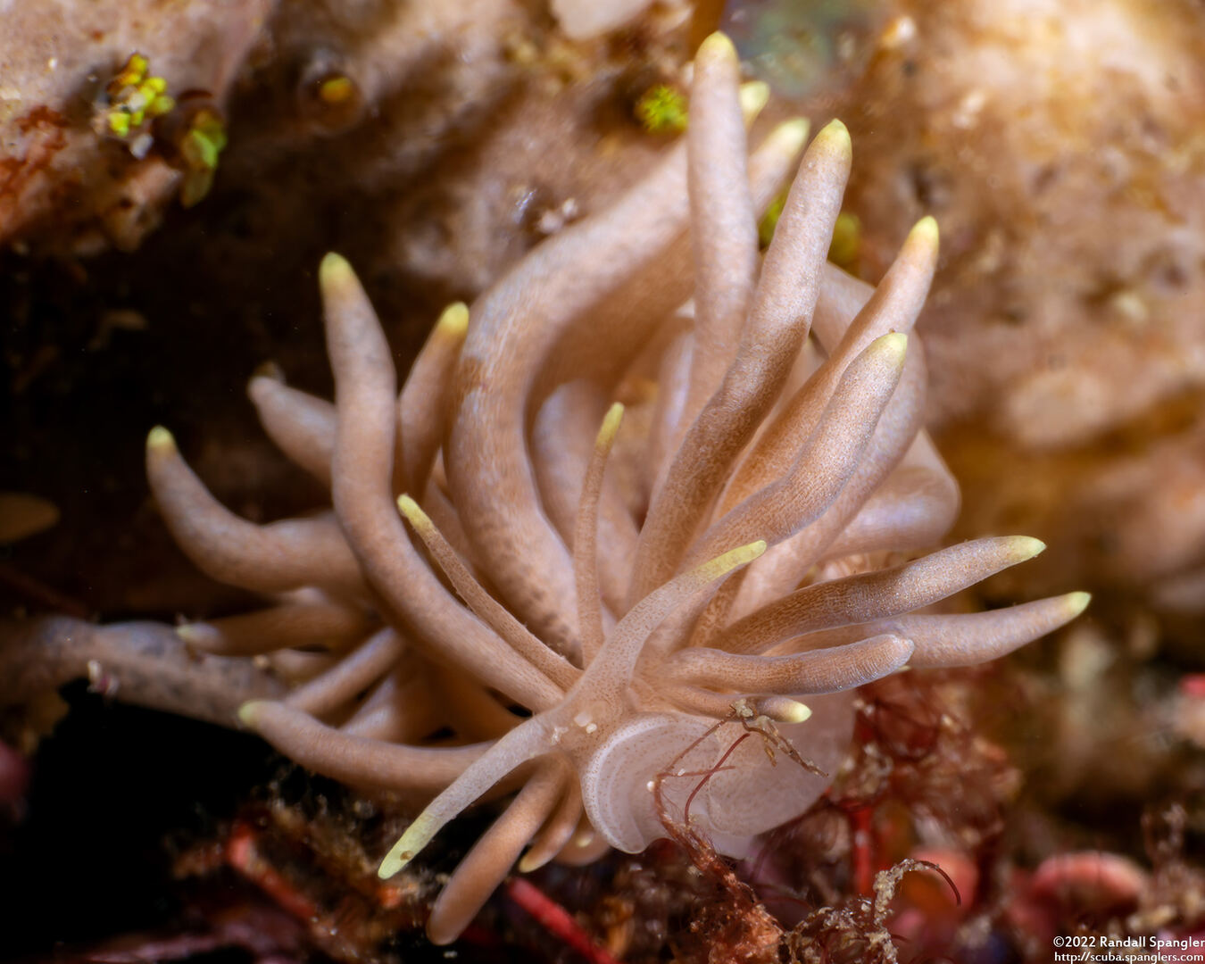 Phyllodesmium briareum (Yellow-Tipped Phyllodesmium)