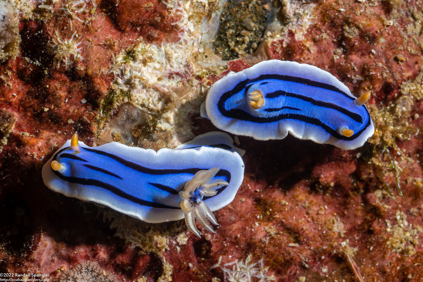 Chromodoris lochi (Loch's Chromodoris)