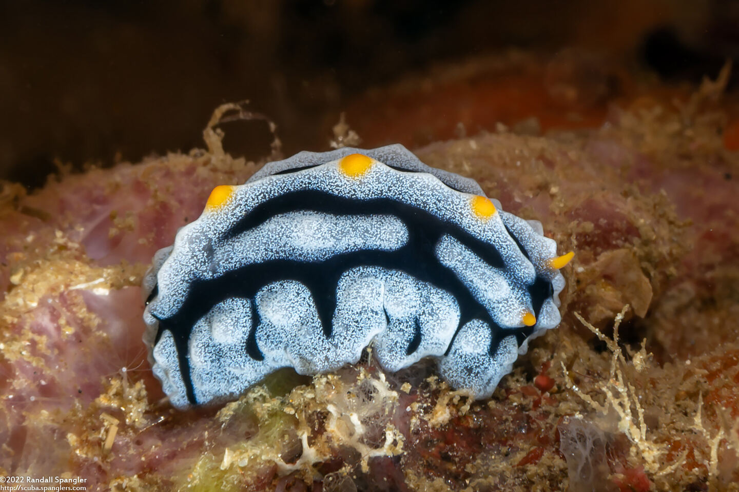 Phyllidia exquisita (Exquisite Phyllidia)