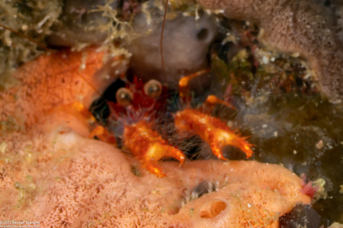 Munida olivarae (Olivar's Squat Lobster)