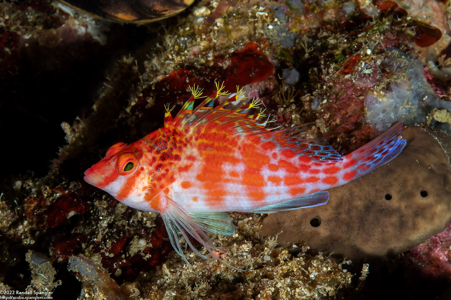 Cirrhitichthys oxycephalus (Pixy Hawkfish)