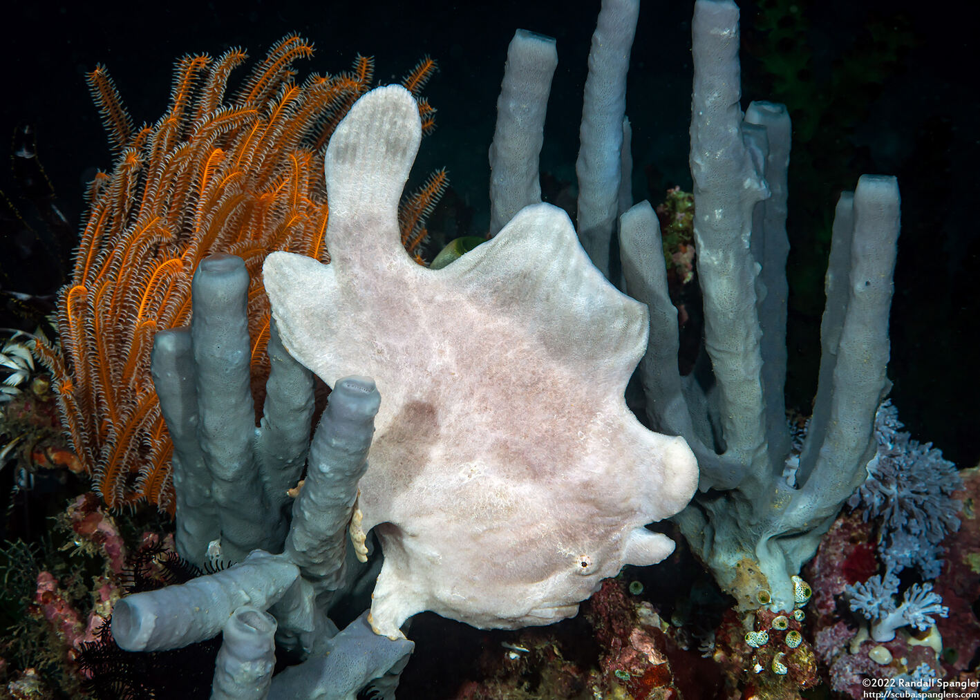 Antennarius commerson (Commerson's Frogfish)