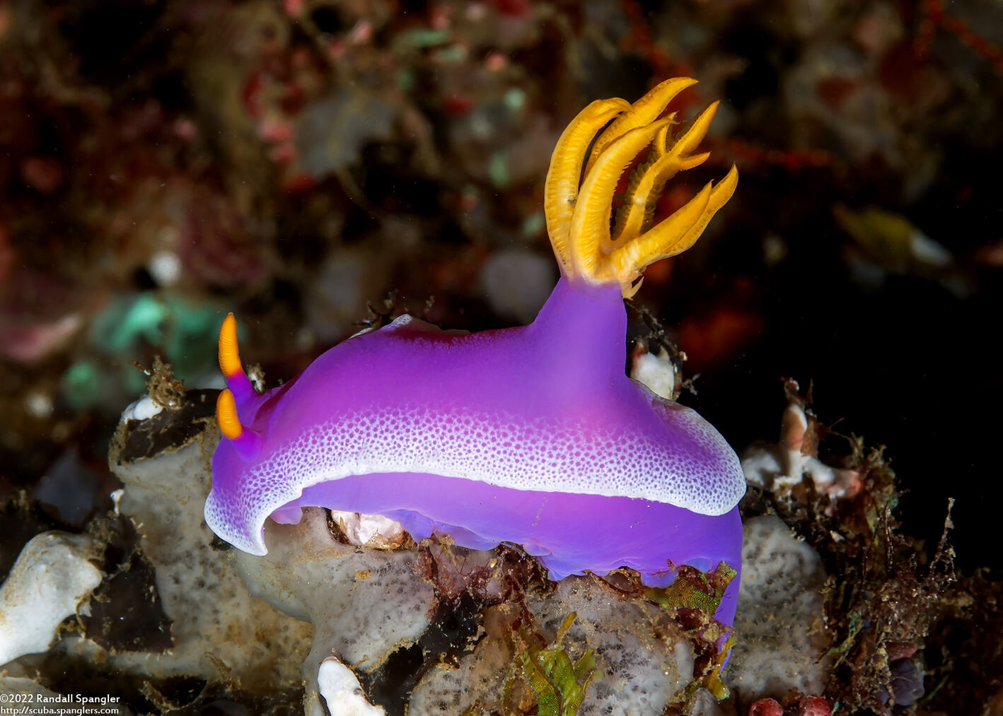 Hypselodoris apolegma (Robe Hem Hypselodoris)