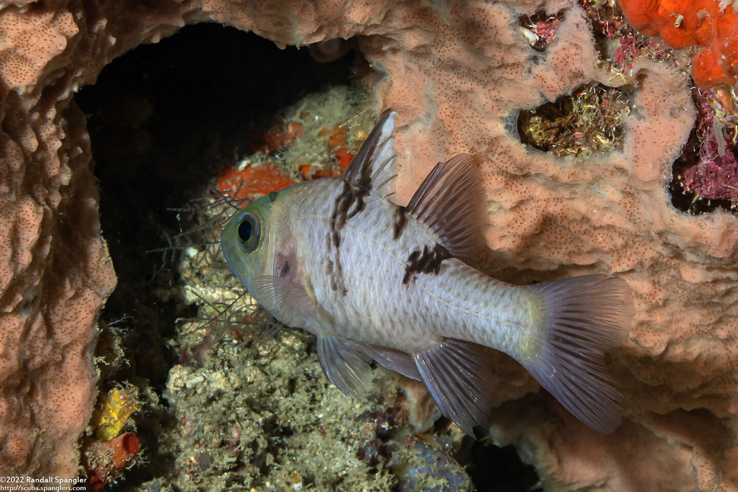 Pristicon trimaculatus (Threespot Cardinalfish)