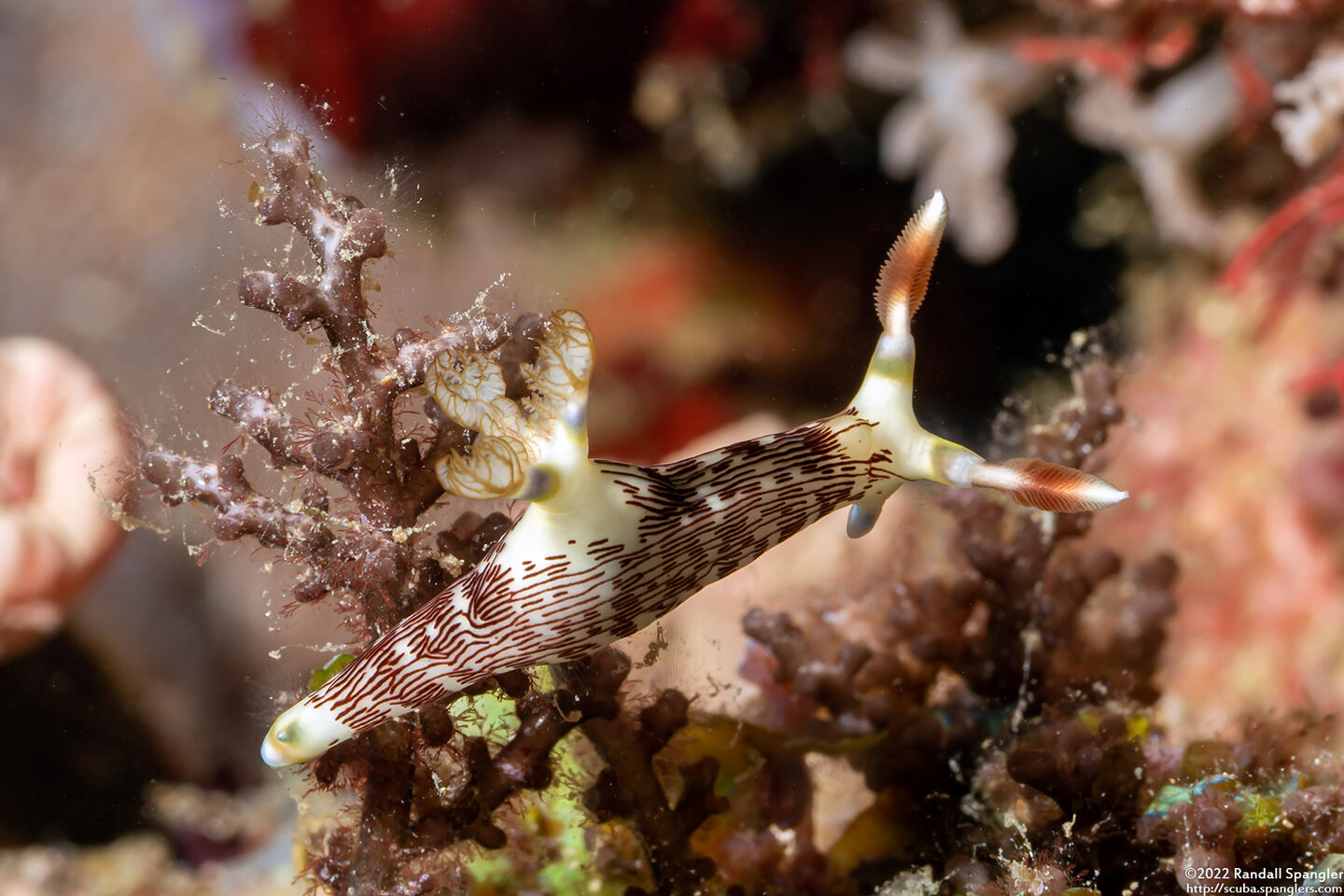 Nembrotha lineolata (Lined Nembrotha)