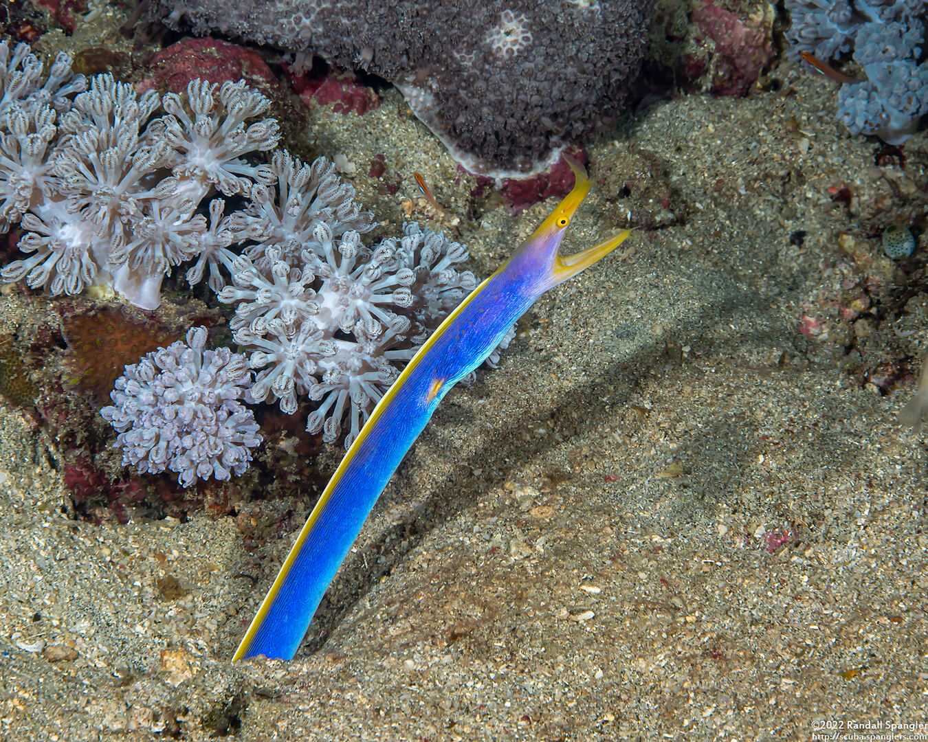 Rhinomuraena quaesita (Ribbon Eel)
