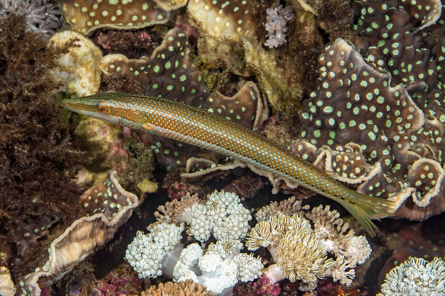 Cheilio inermis (Cigar Wrasse)