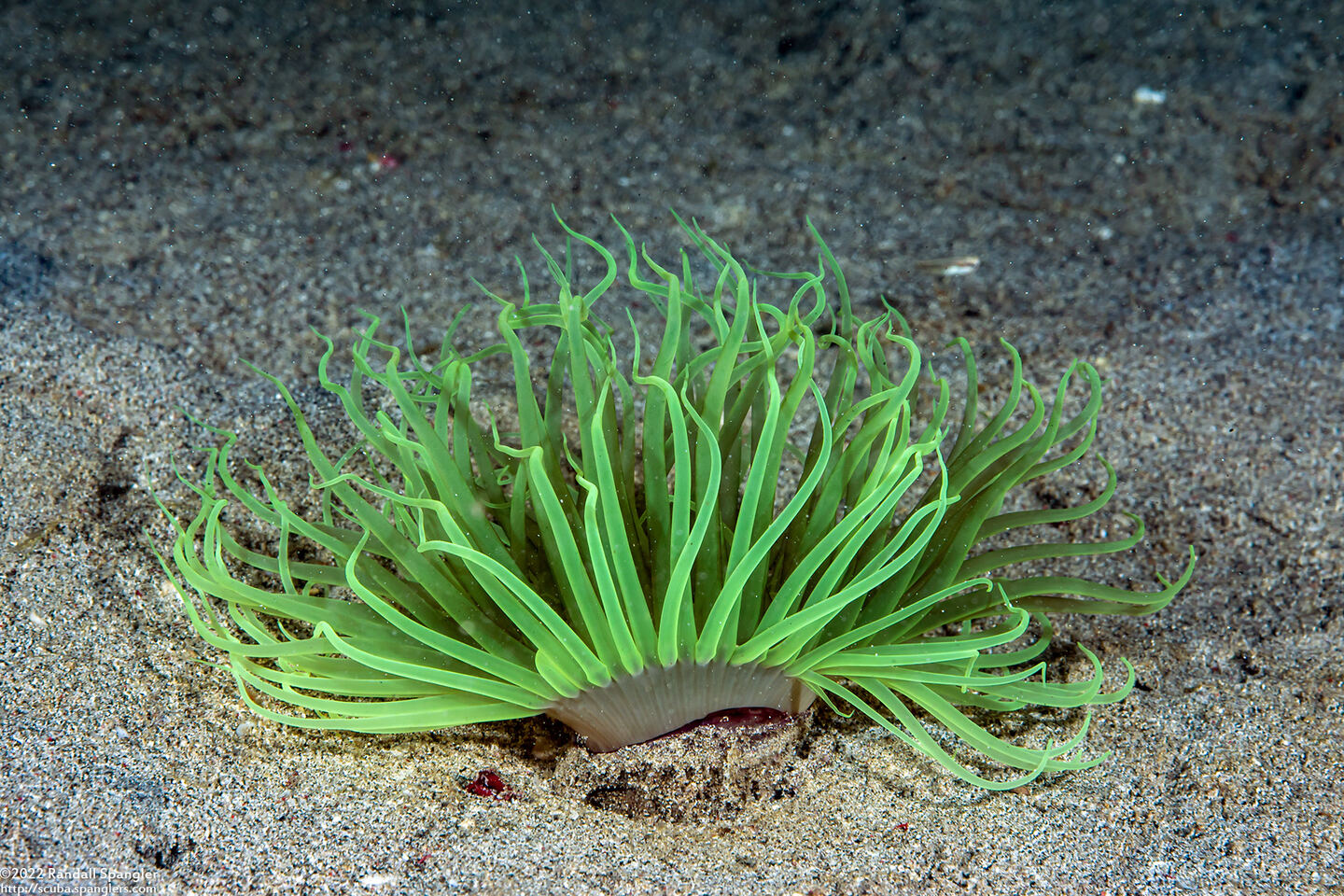 Cerianthus sp.3 (Cerianthus sp.3)