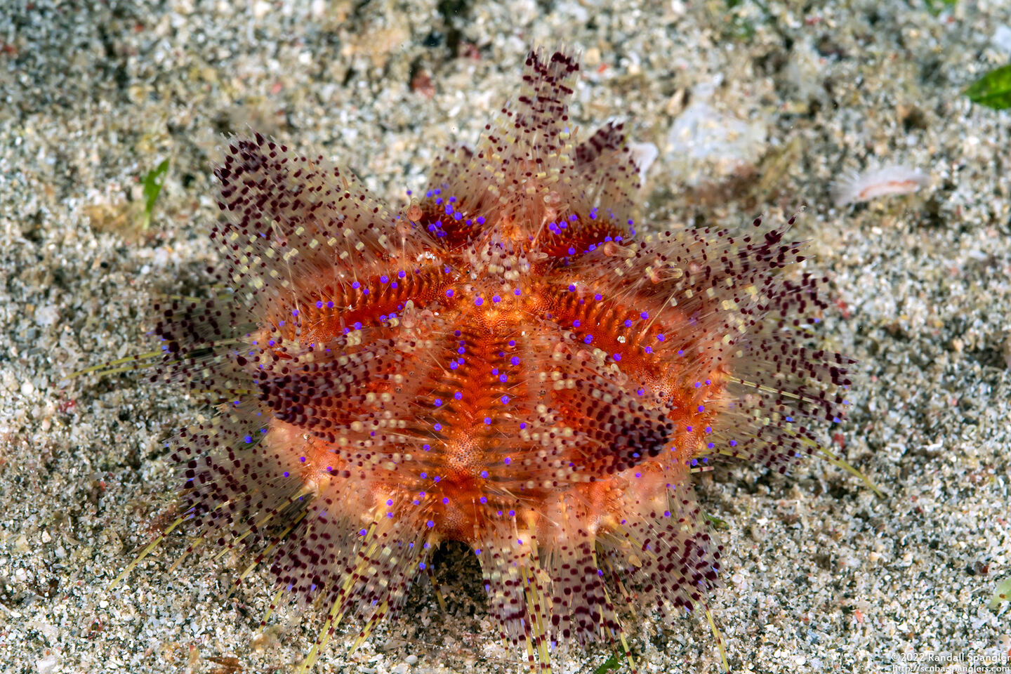 Asthenosoma varium (Variable Fire Urchin)