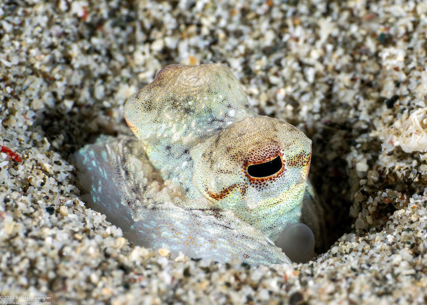 Thaumoctopus mimicus (Mimic Octopus)