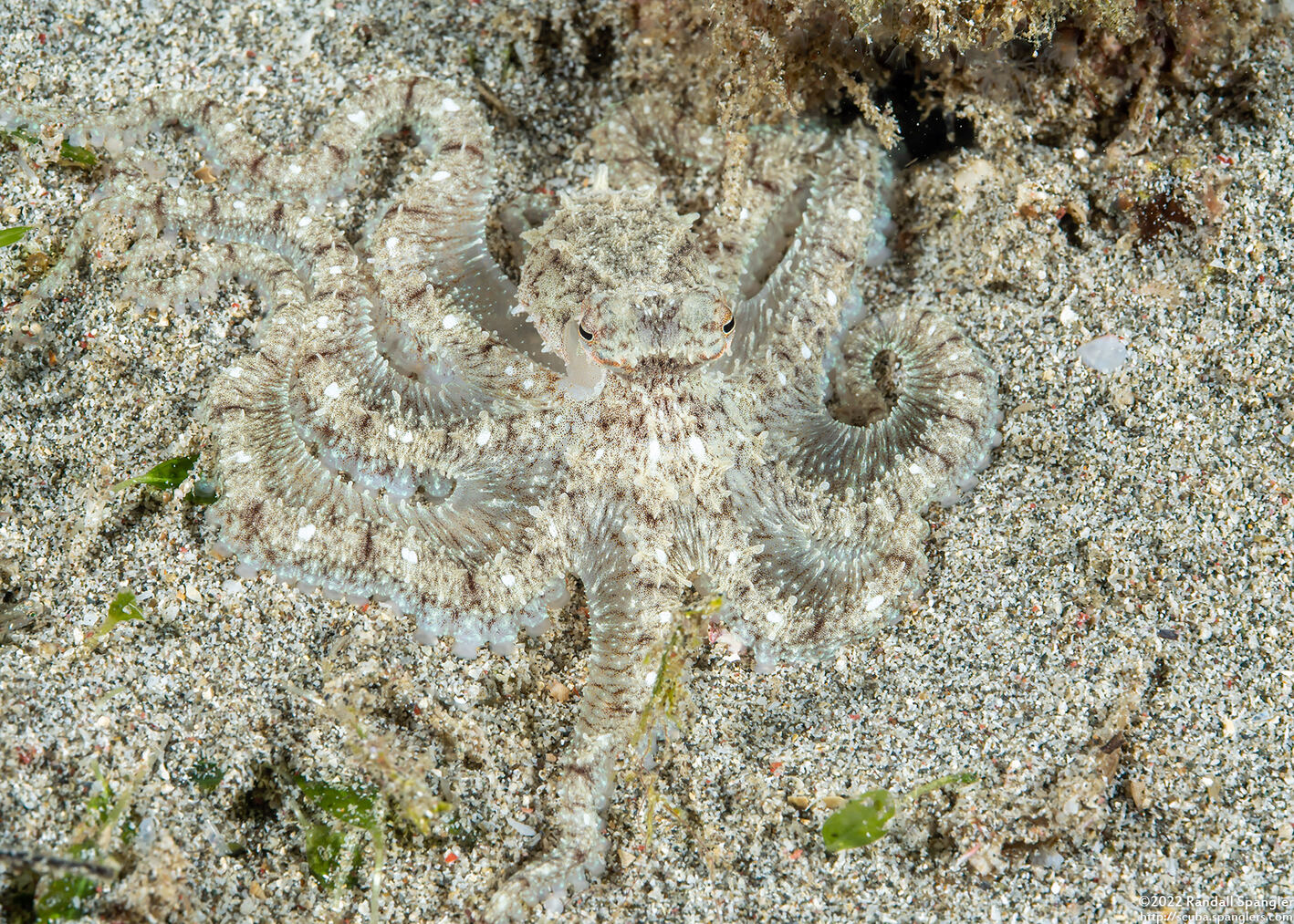 Thaumoctopus mimicus (Mimic Octopus)