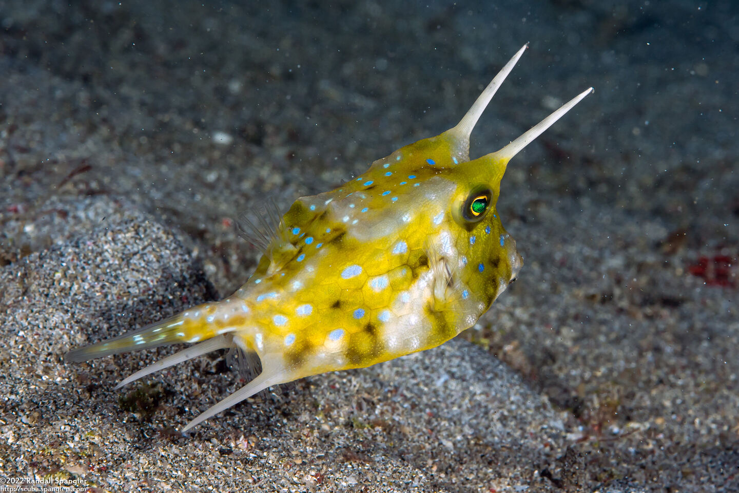 Lactoria cornuta (Longhorn Cowfish)