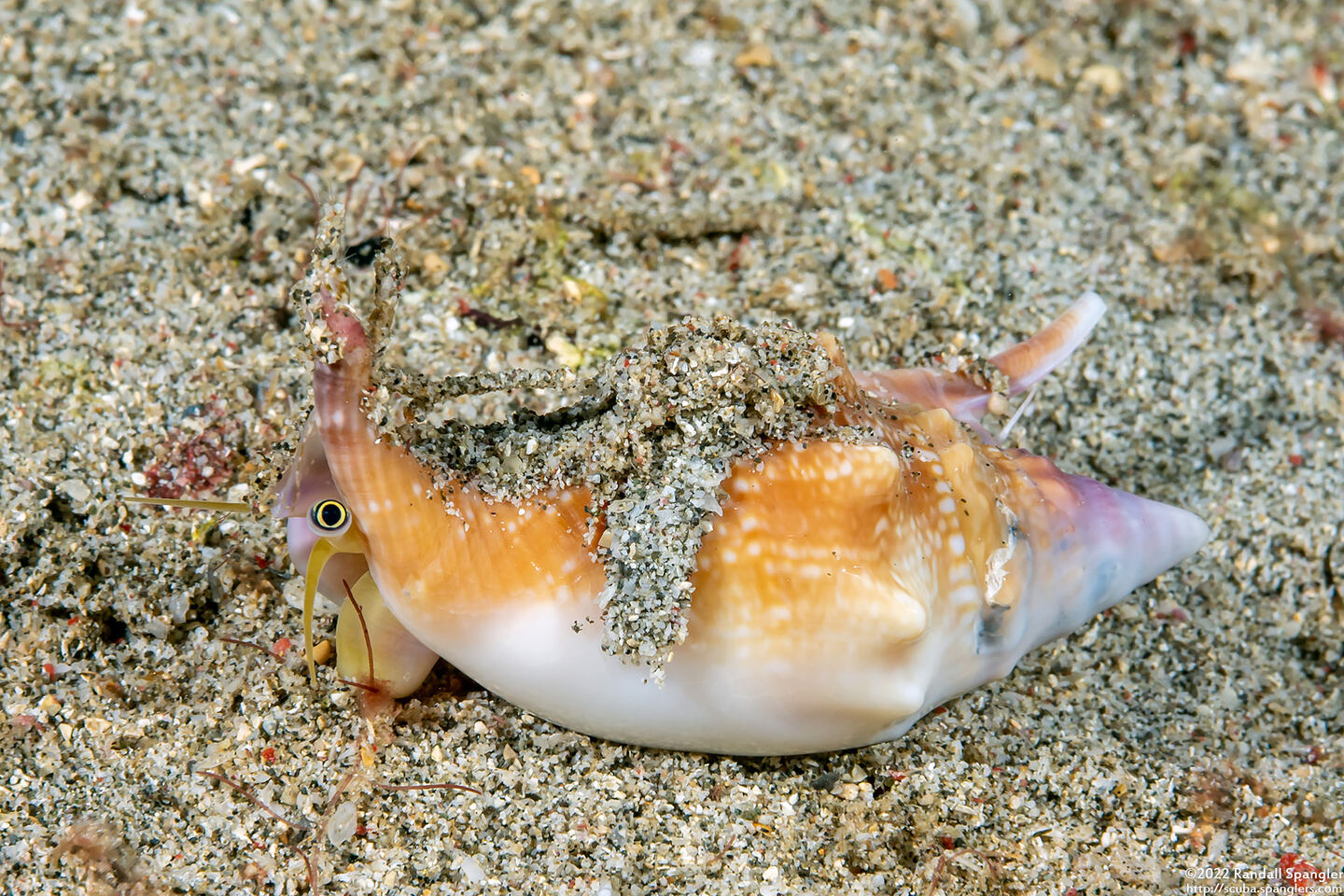Euprotomus bulla (Bubble Conch)
