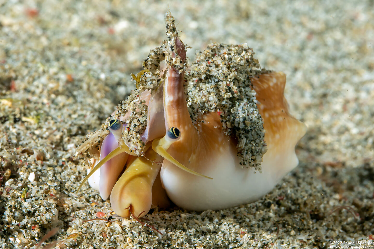 Euprotomus bulla (Bubble Conch)