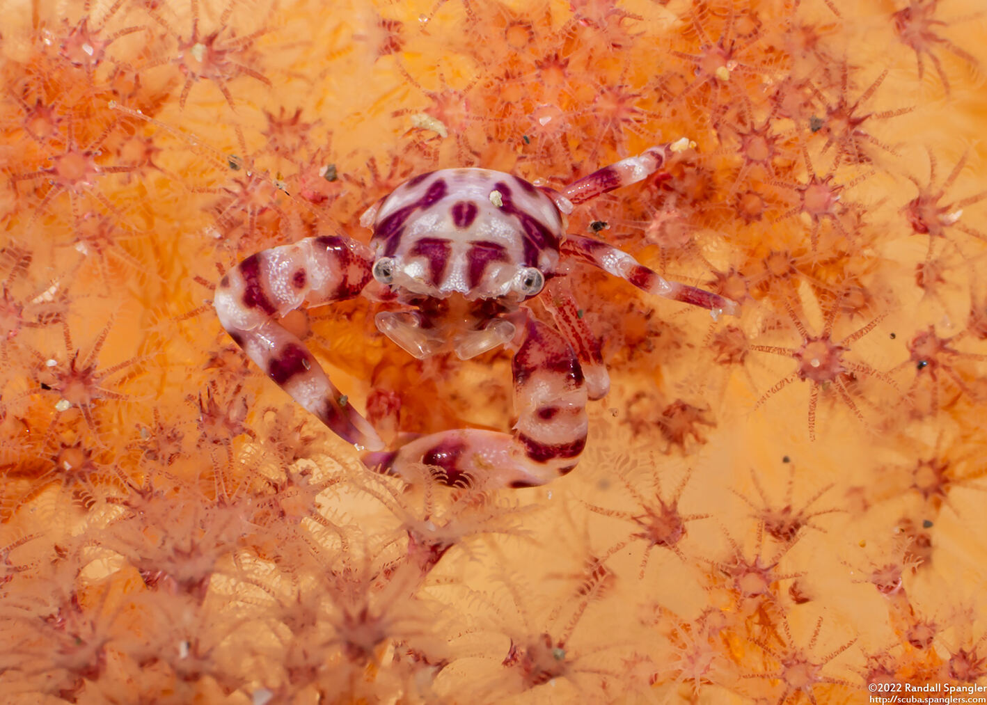 Lissoporcellana nakasonei (Soft Coral Porcelain Crab)