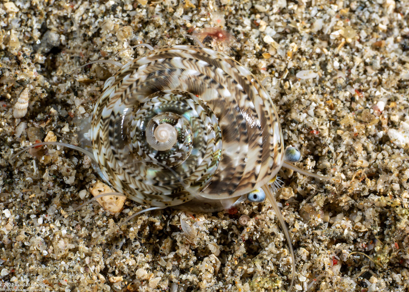 Ethalia guamensis (Guam Button Top Shell)