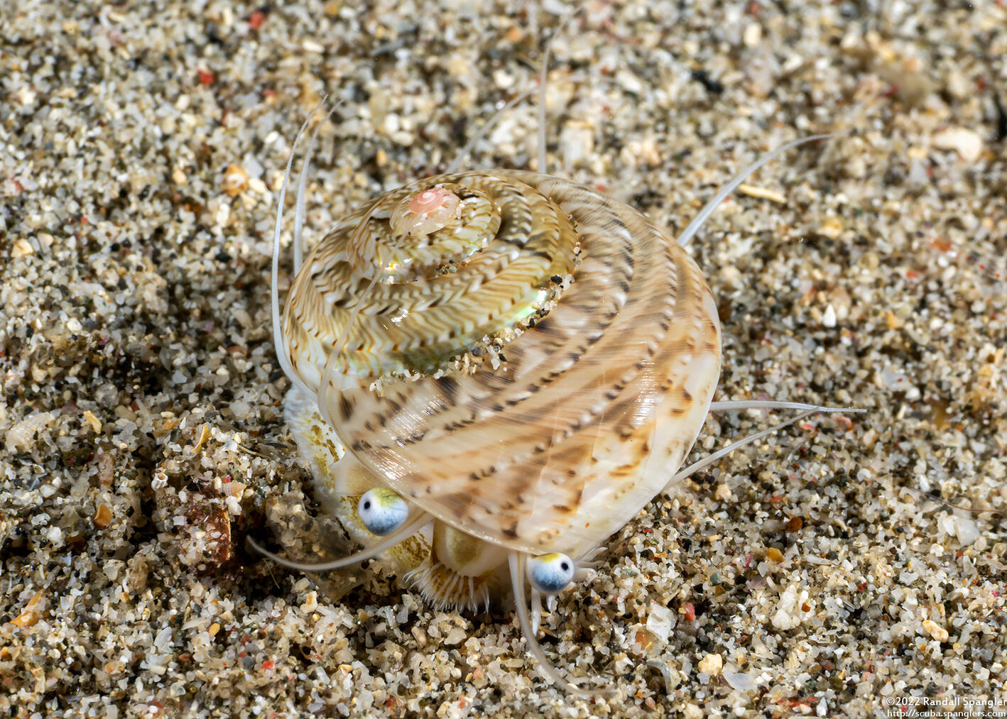 Ethalia guamensis (Guam Button Top Shell)