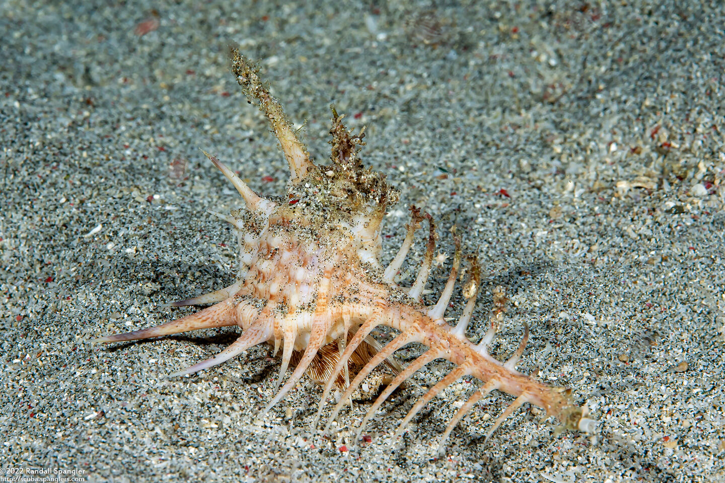 Murex ternispina (Tipped Murex)