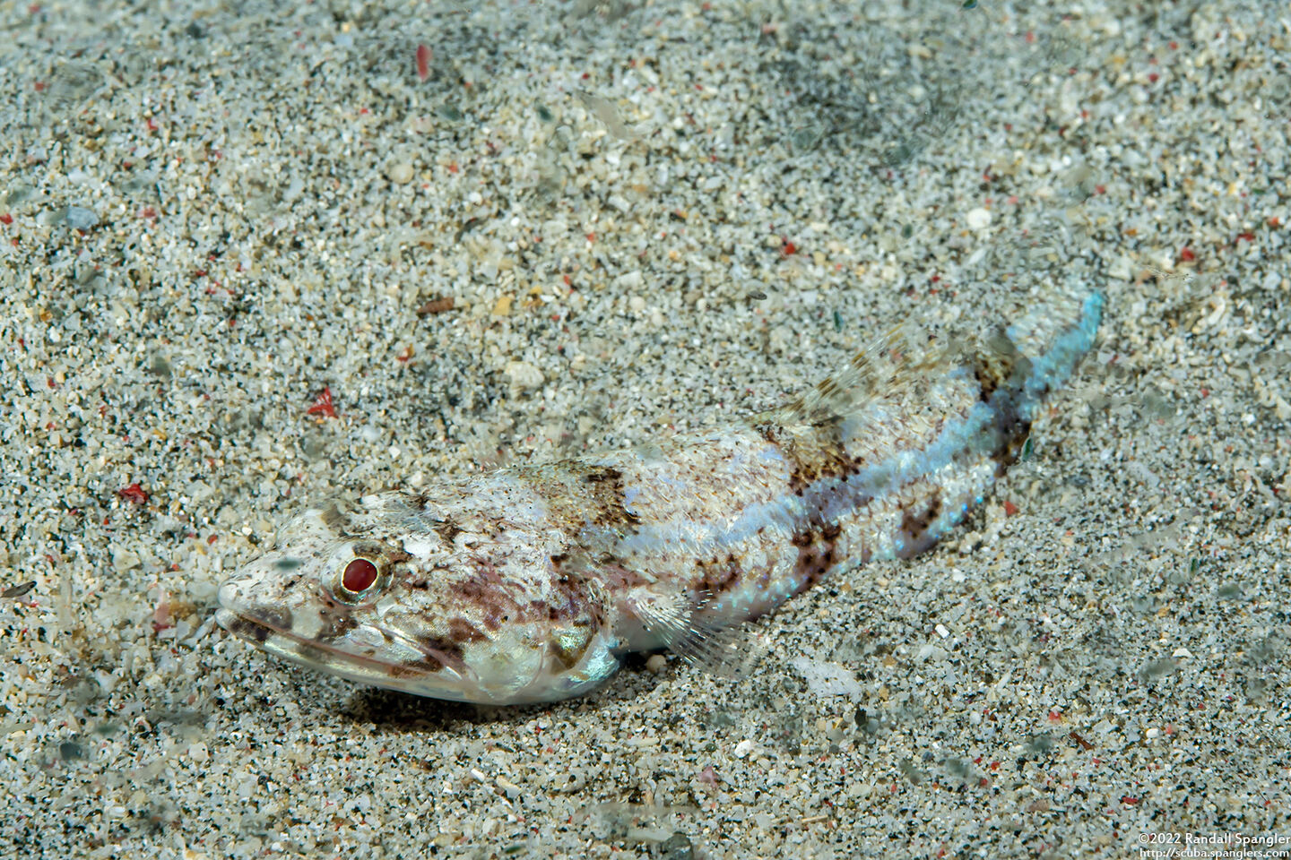Synodus dermatogenys (Clearfin Lizardfish)
