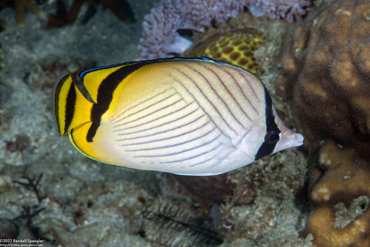 Chaetodon vagabundus (Vagabond Butterflyfish)