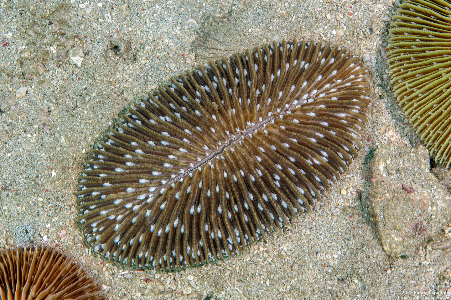 Ctenactis albitentaculata (Ctenactis Albitentaculata)