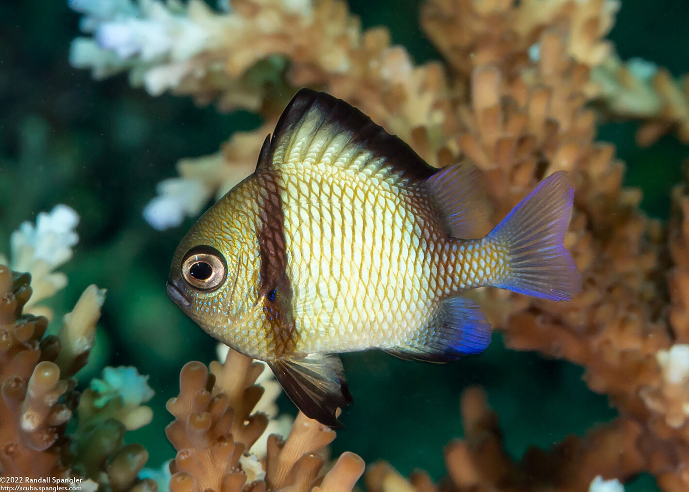 Dascyllus reticulatus (Reticulated Dascyllus)