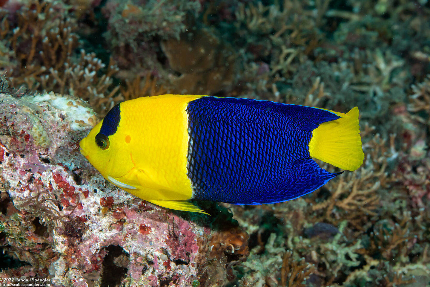 Centropyge bicolor (Bicolor Angelfish)