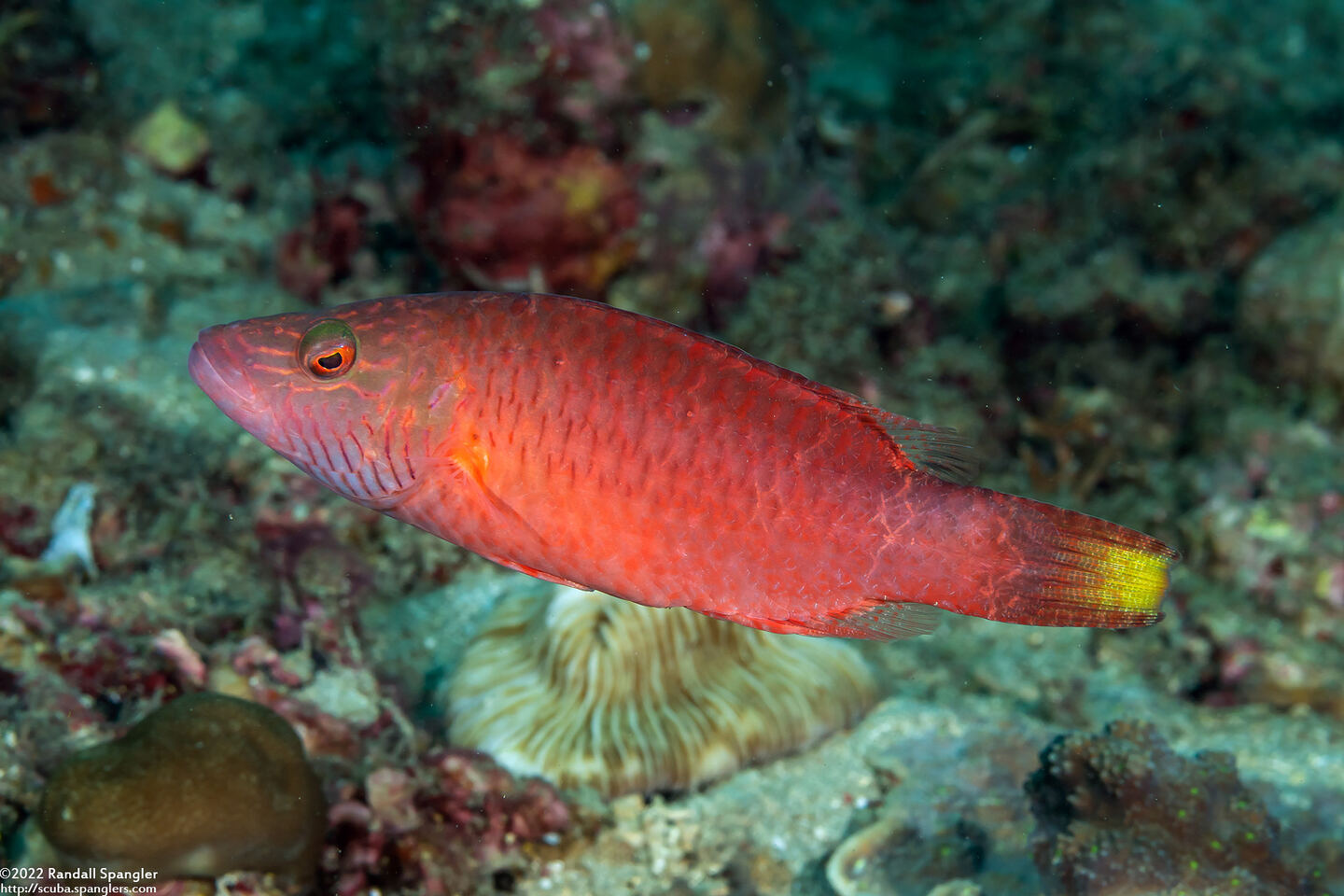 Oxycheilinus digramma (Cheek-Lined Wrasse)