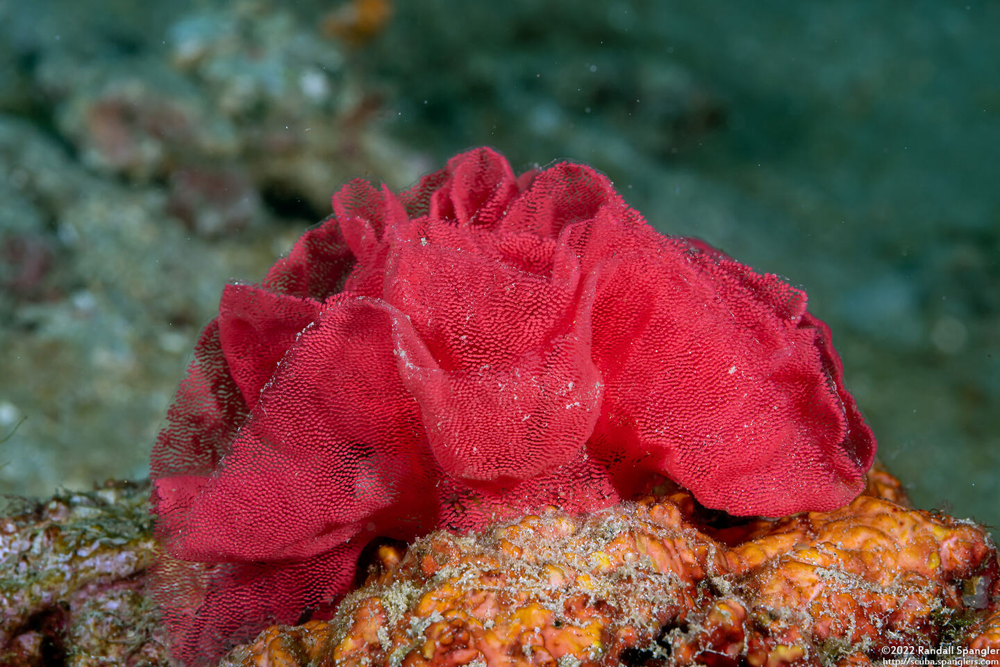 Hexabranchus lacer (Spanish Lace Dancer)