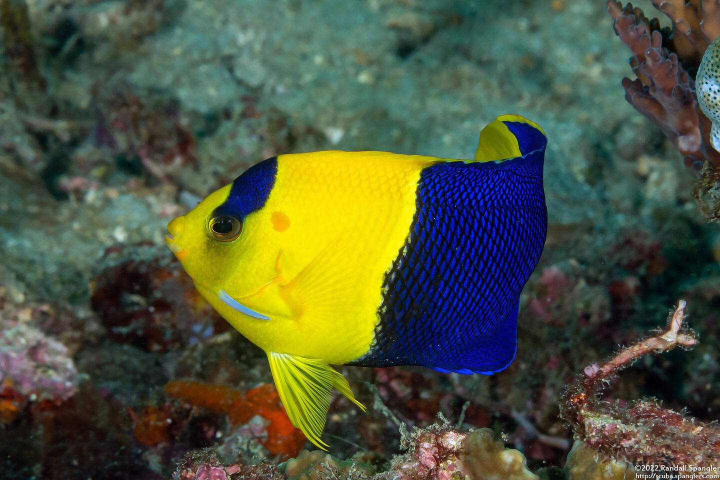 Centropyge bicolor (Bicolor Angelfish)
