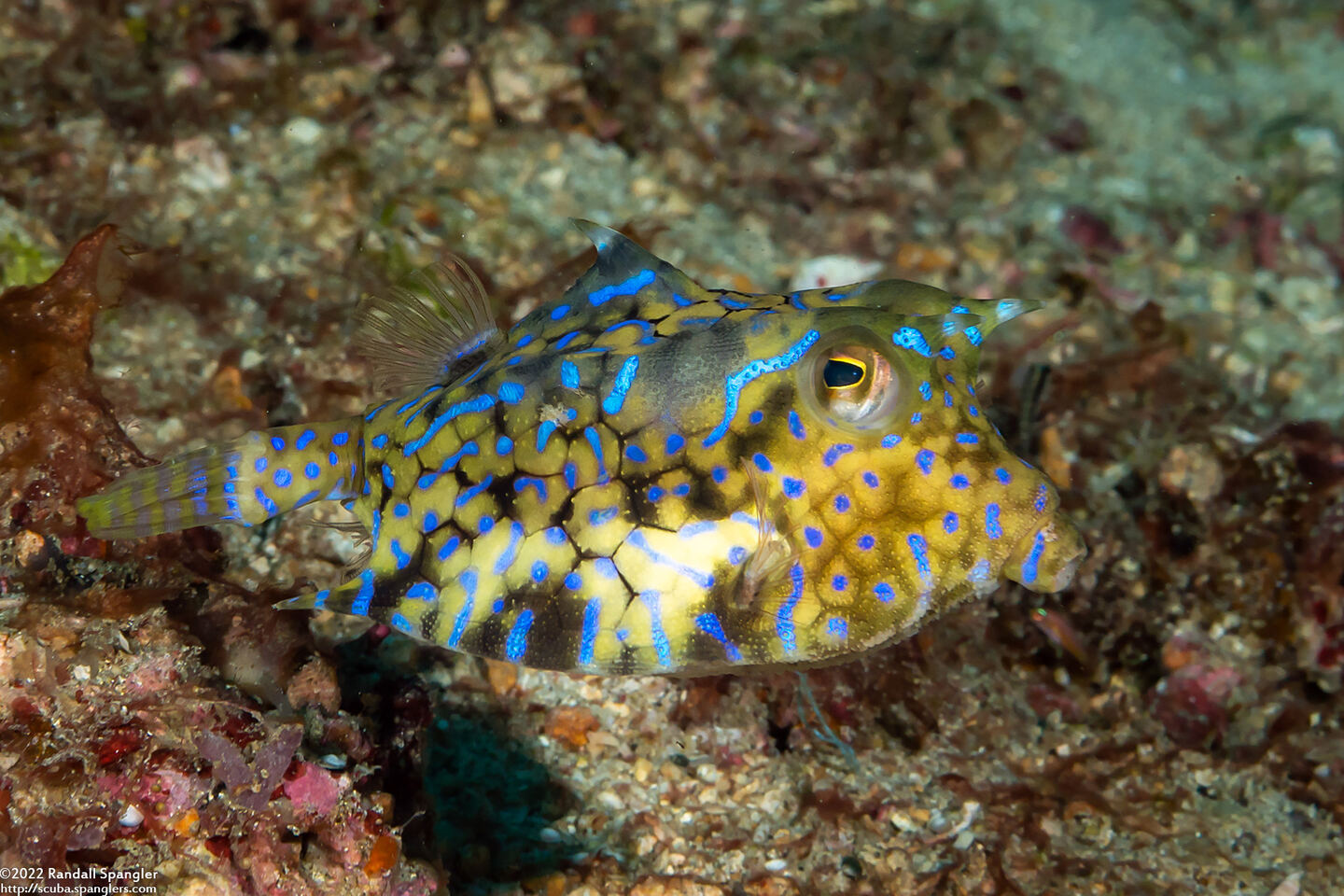 Lactoria fornasini (Thornback Cowfish)