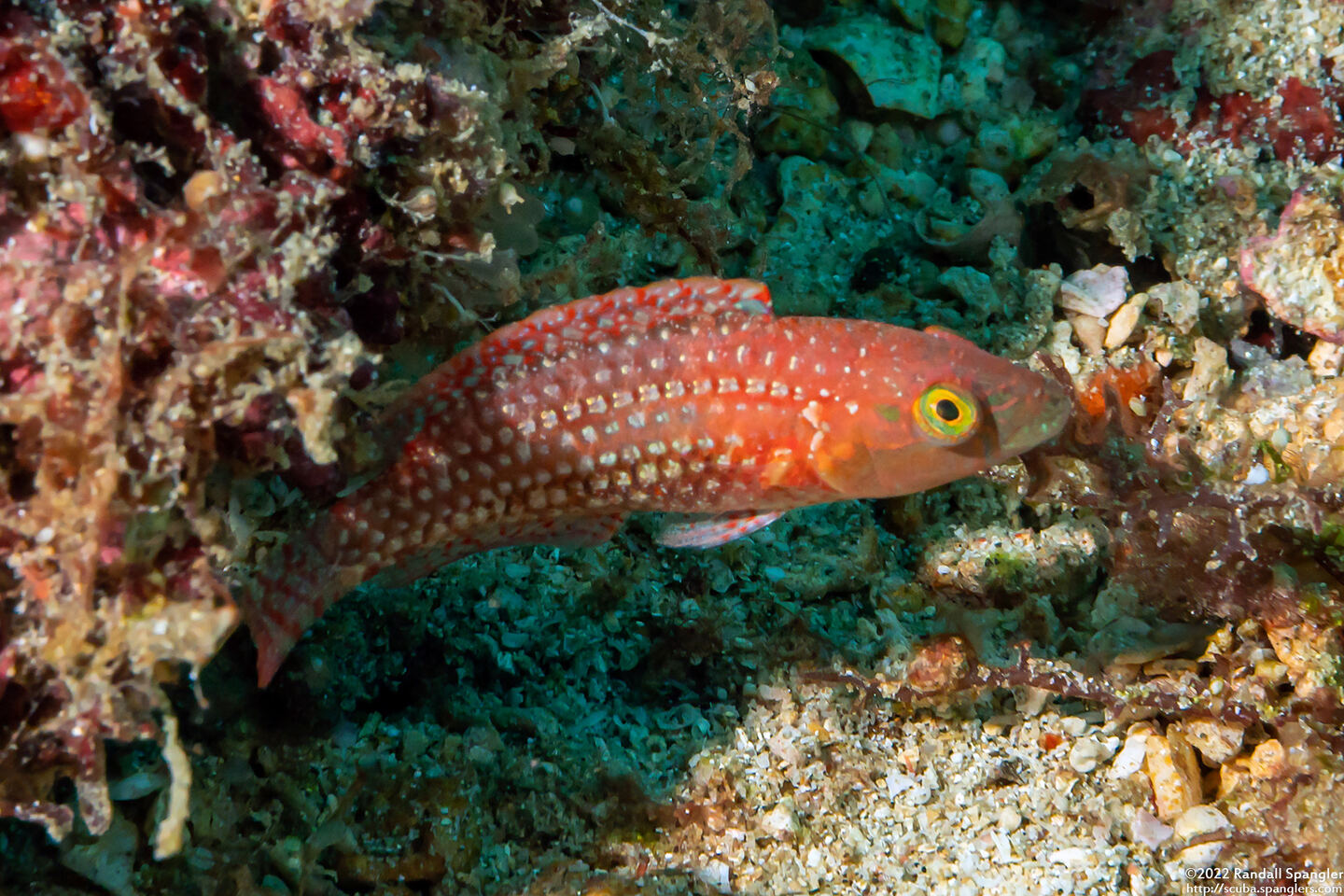 Oxycheilinus bimaculatus (Twospot Wrasse)