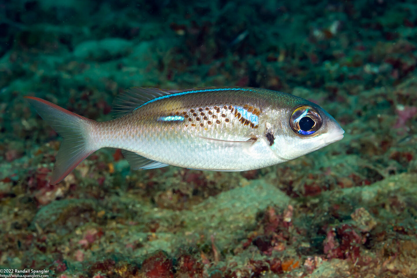 Scolopsis xenochrous (Pearl-Streaked Monocle Bream)