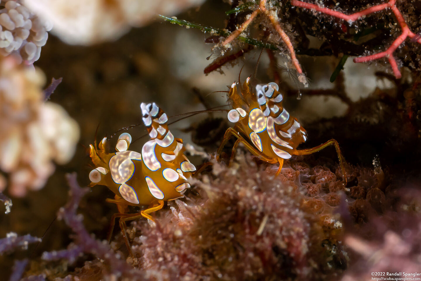 Thor amboinensis (Squat Shrimp)