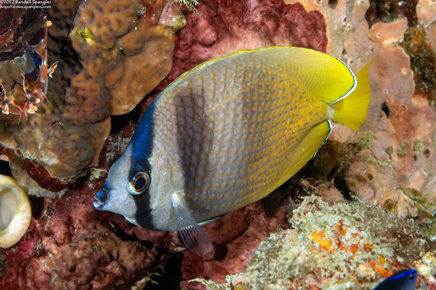 Chaetodon kleinii (Blacklip Butterflyfish)