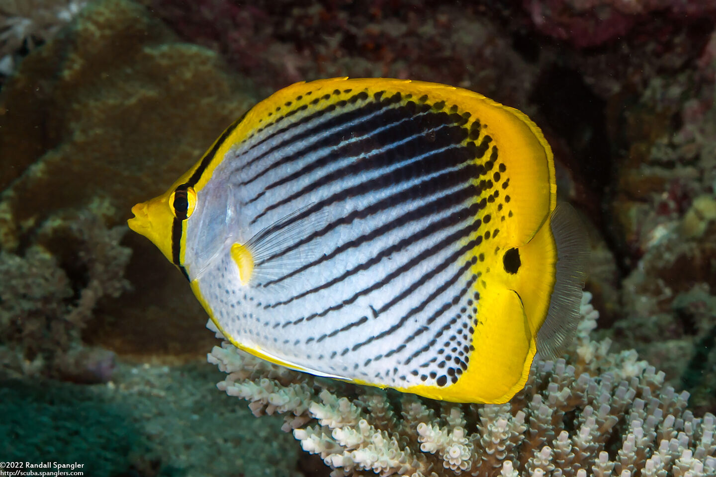 Chaetodon ocellicaudus (Spot-Tail Butterflyfish)