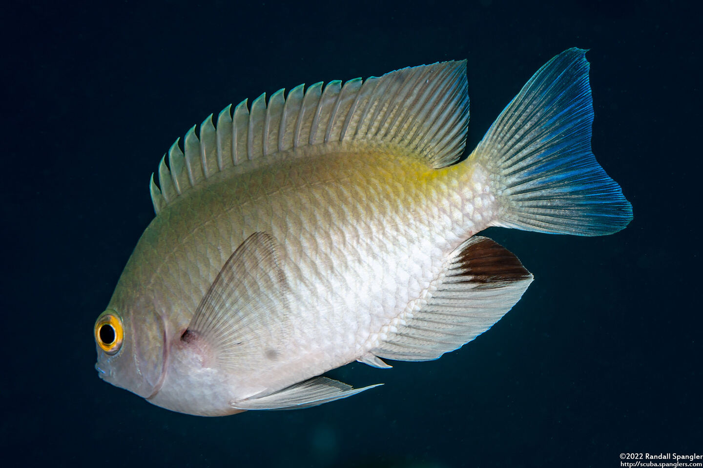 Pomacentrus stigma (Blackspot Damsel)