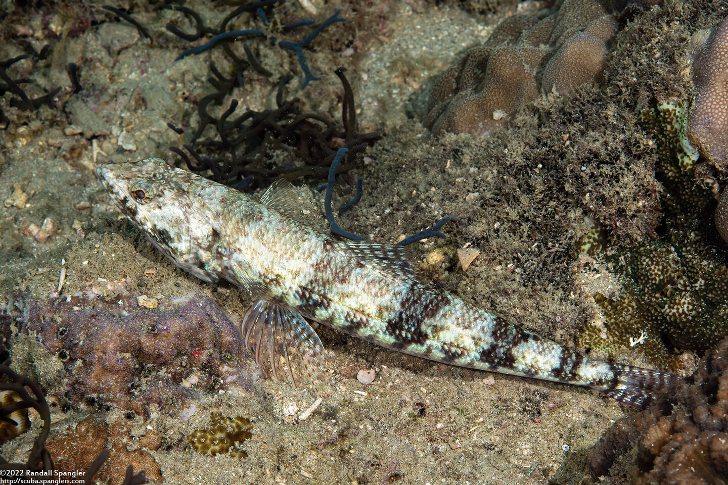 Synodus variegatus (Reef Lizardfish)
