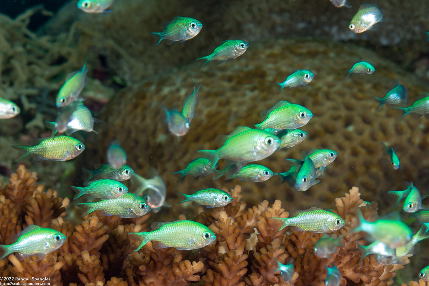Chromis viridis (Blue-Green Chromis)
