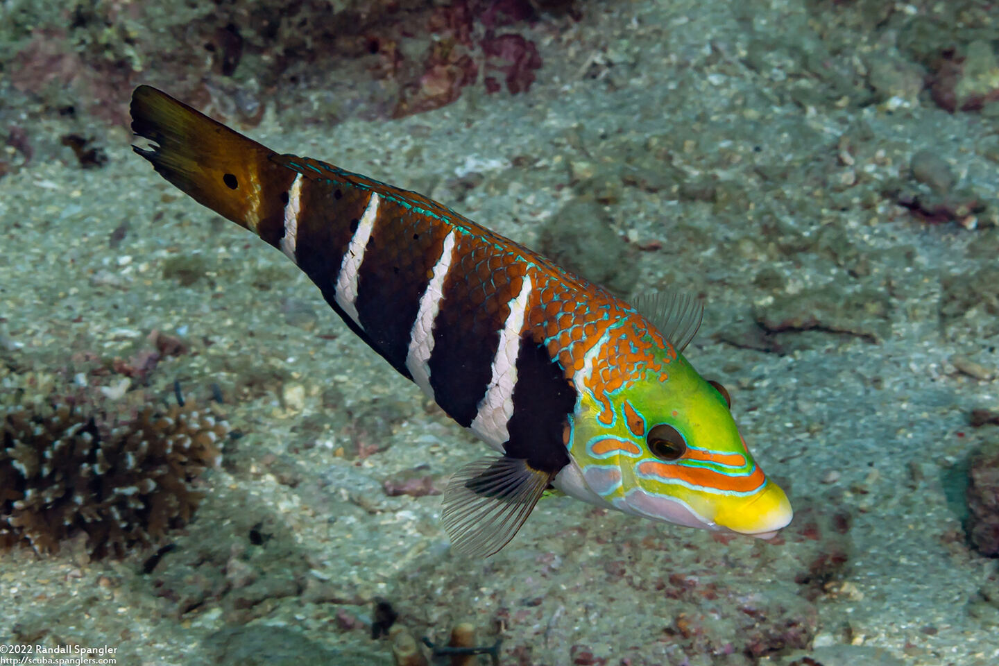 Hemigymnus fasciatus (Barred Thicklip)