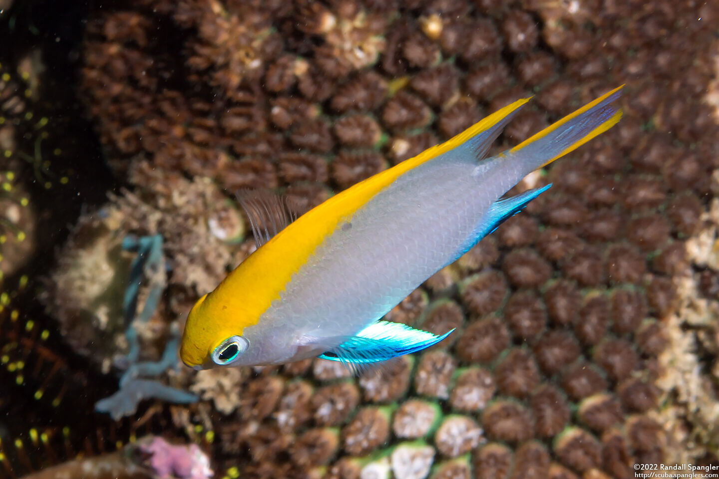 Neoglyphidodon melas (Black Damsel)