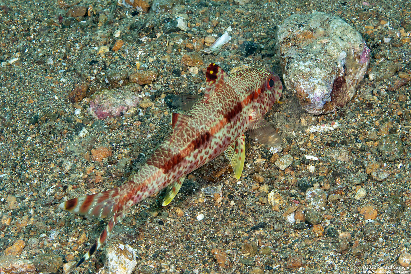 Upeneus tragula (Freckled Goatfish)