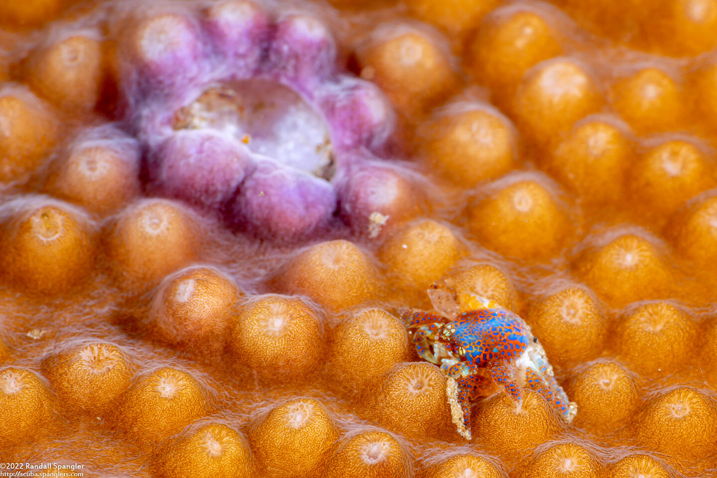 Pseudocryptochirus viridis (Coral Gall Crab); Crab with its burrow (gall) in coral