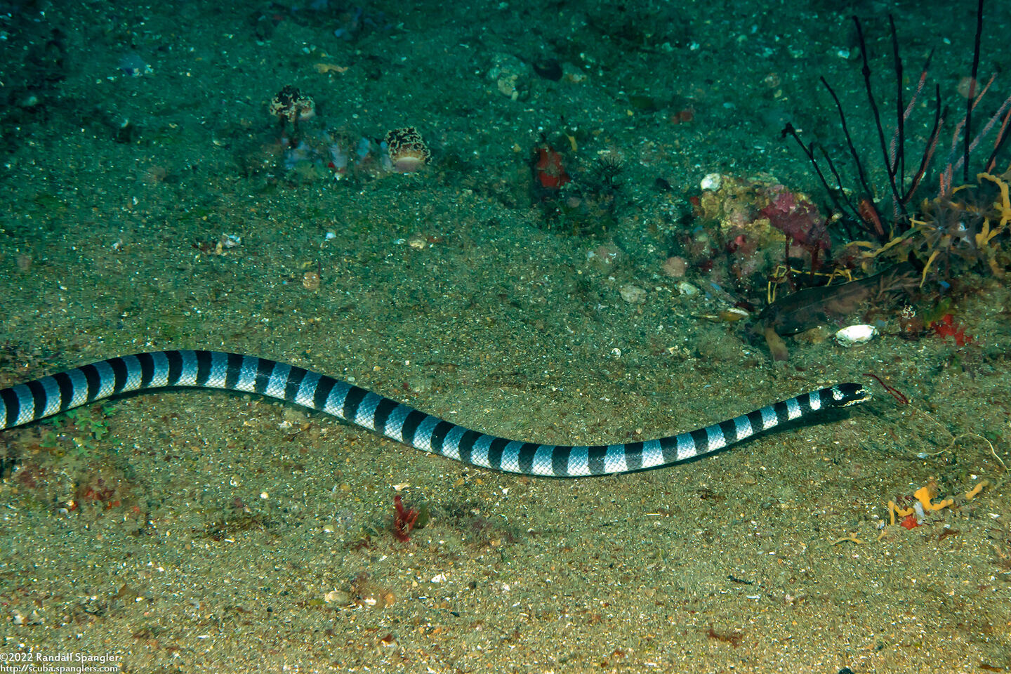 Laticauda colubrina (Banded Sea Krait)