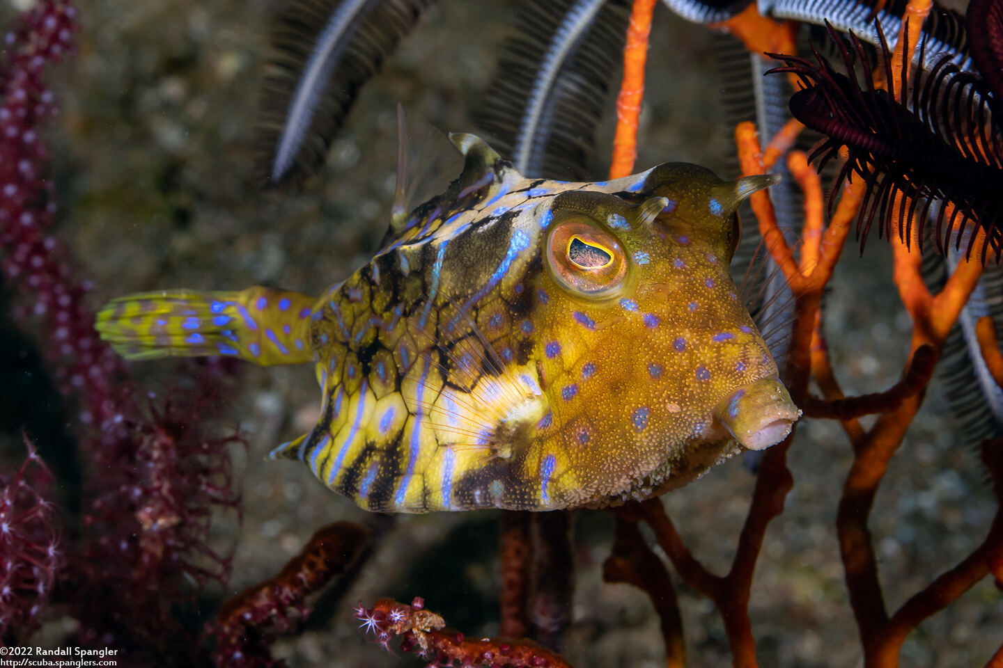 Lactoria fornasini (Thornback Cowfish)
