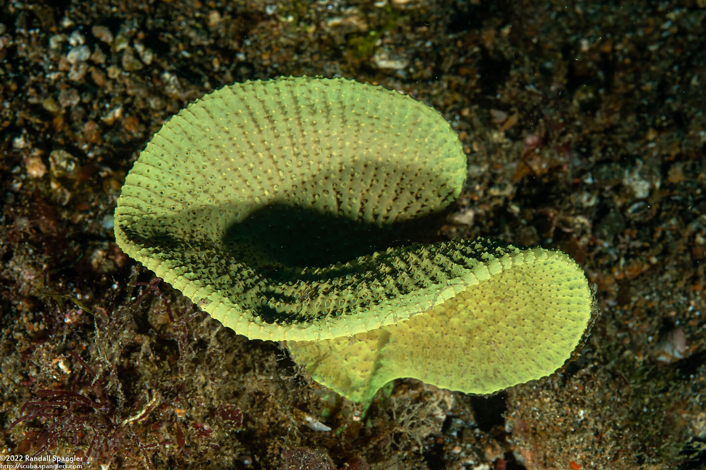 Ianthella basta (Elephant Ear Sponge)